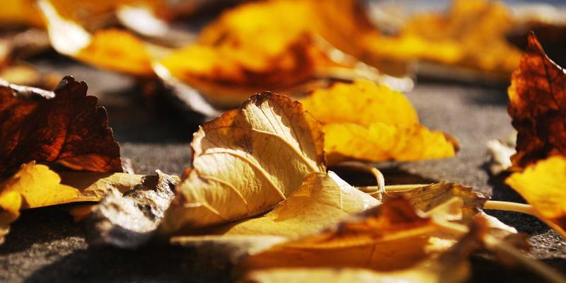 YP自行车进阶：从代步工具到禅意骑行的身心蜕变之旅